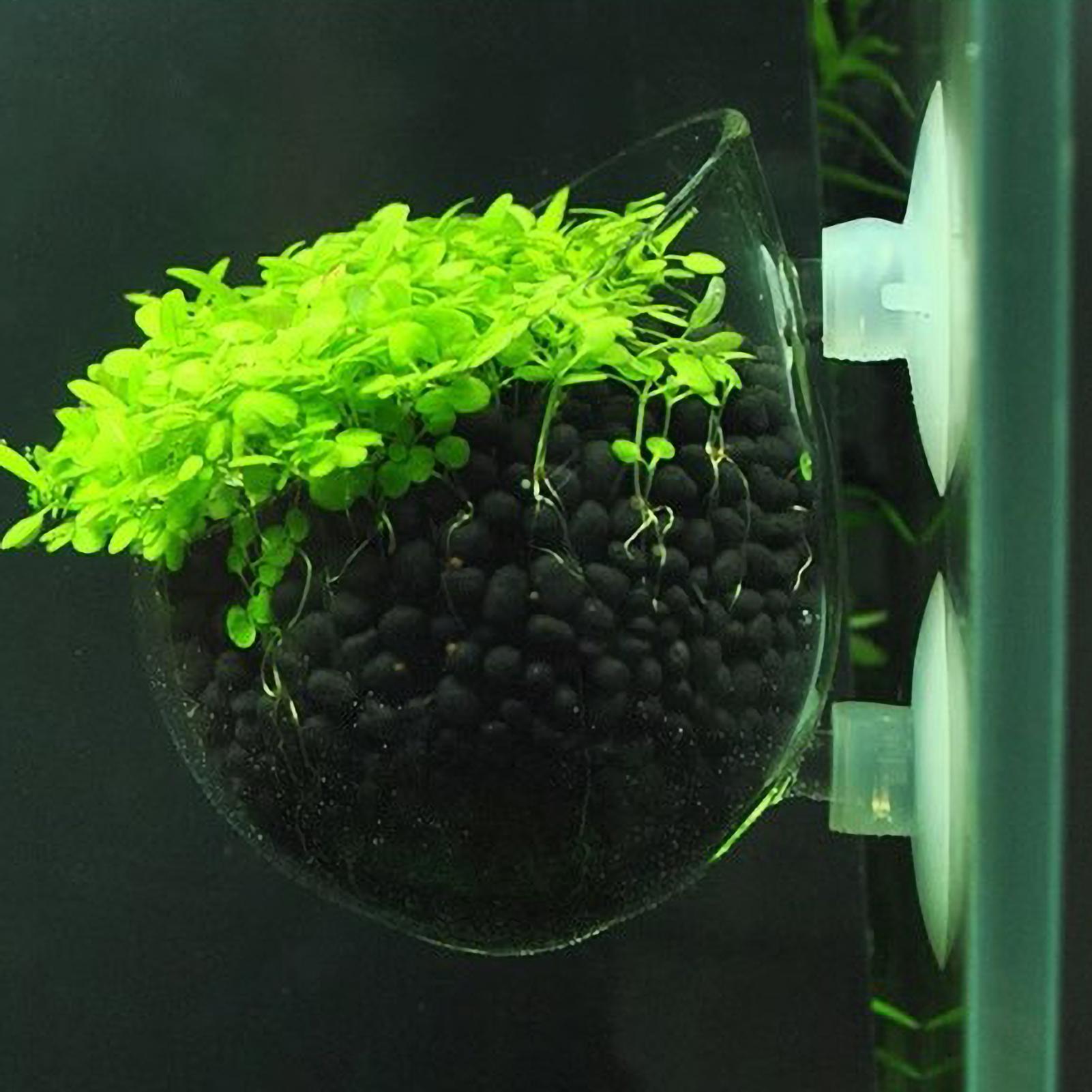 Plant Aquarium Pot - Supporto per Piante Acquatiche in Vetro