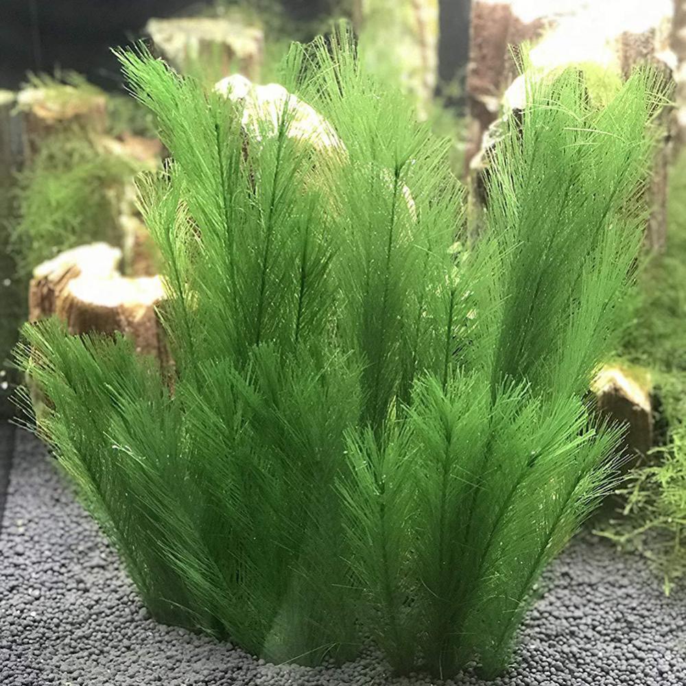 1/3 Pz 28/40 cm Acquario Serba - Aquarium Plants Live recensione e prezzo