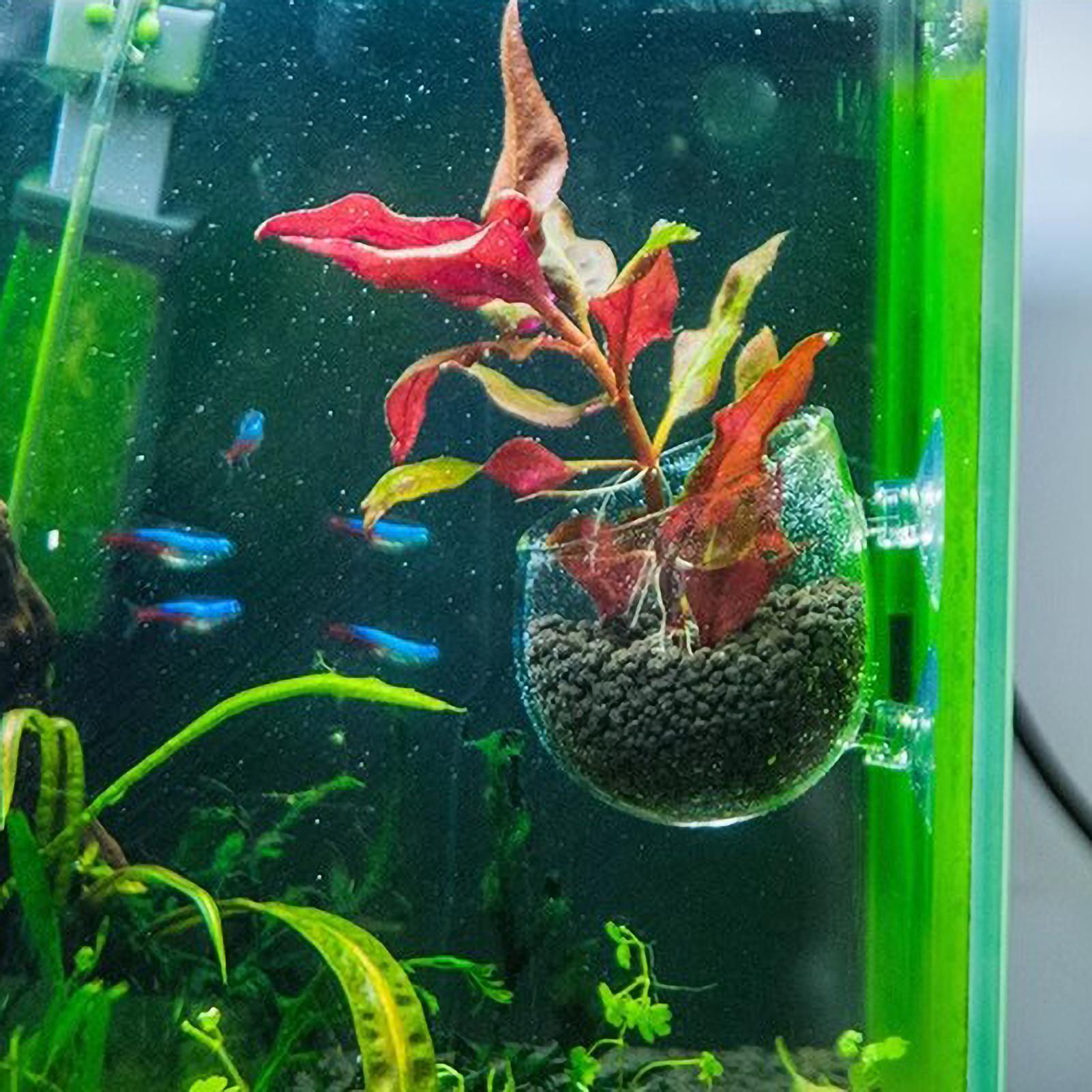 Supporto per Piante Acquatiche - Plant Aquarium Pot recensione e prezzo