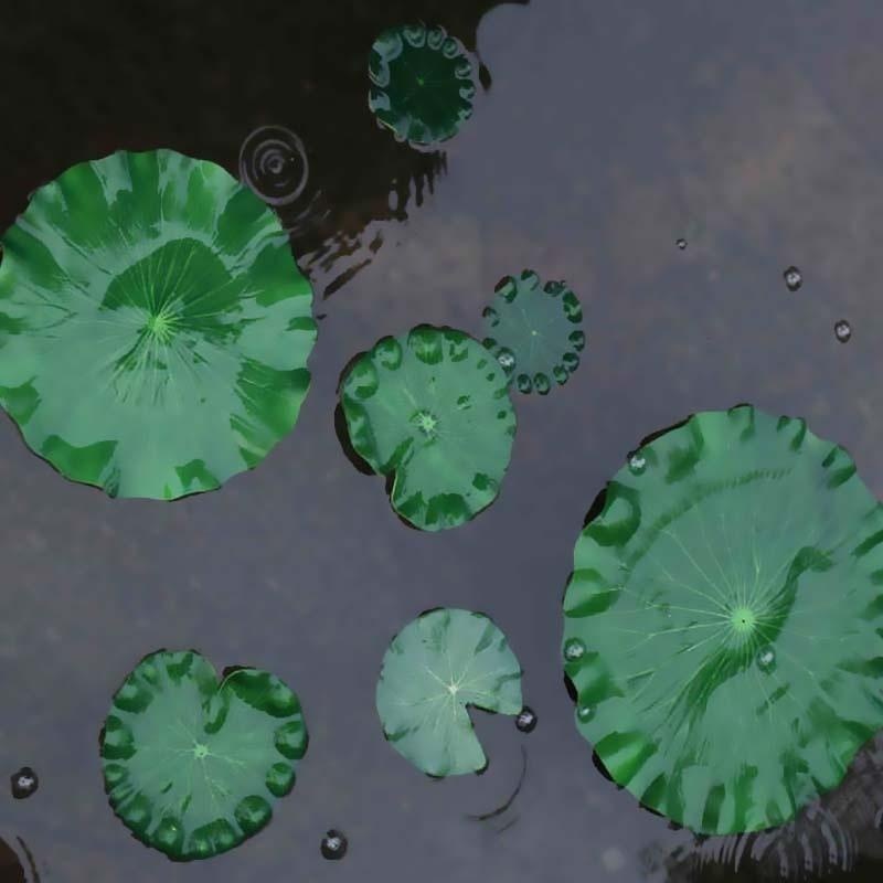 Foglie di Loto Artificiali Sen - Aquarium Moss recensione e prezzo