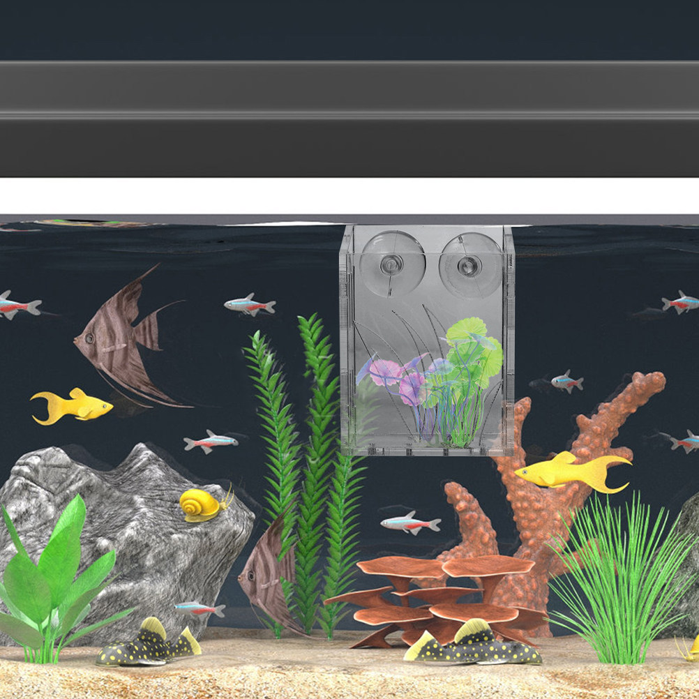 3 pezzi di supporti trasparent - Aquarium Plant Holder recensione e prezzo