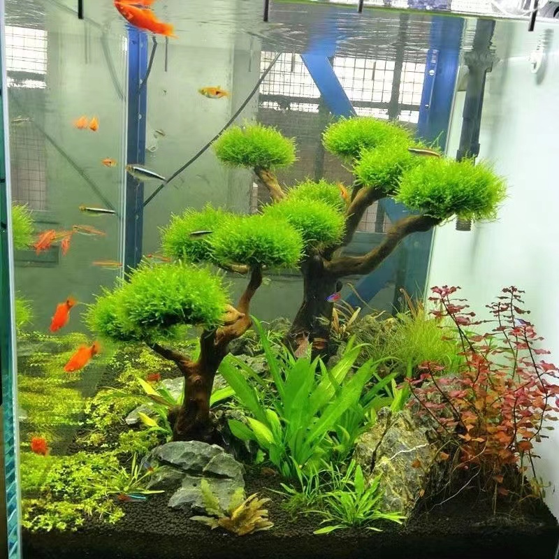 Acquario verde cornice in legn - Aquarium Driftwood recensione e prezzo
