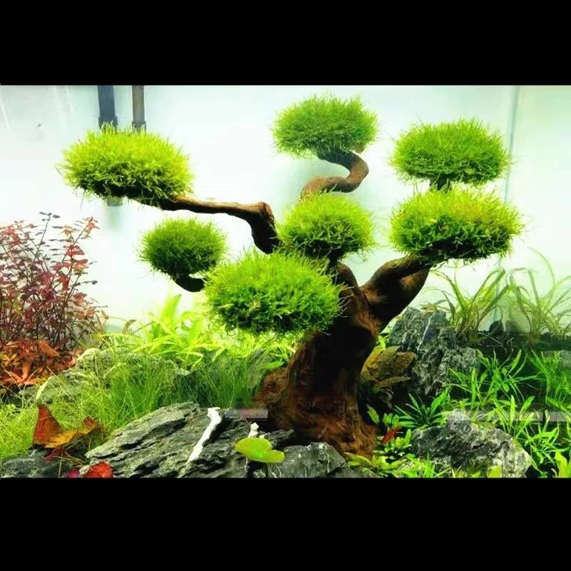 Acquario Driftwood Decorazione - Aquarium Plant Substrate recensione e prezzo