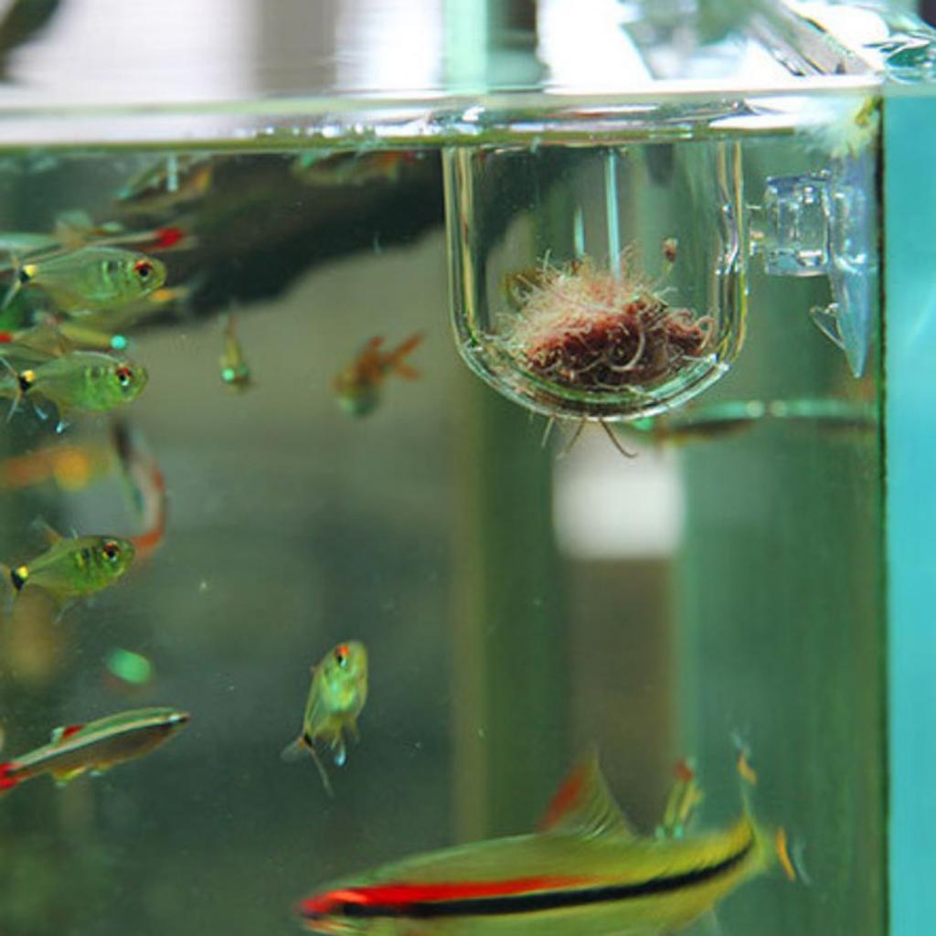 Cestello per Alimentazione Pes - Aquarium Plants Live recensione e prezzo